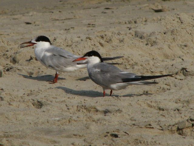 Common Terns
